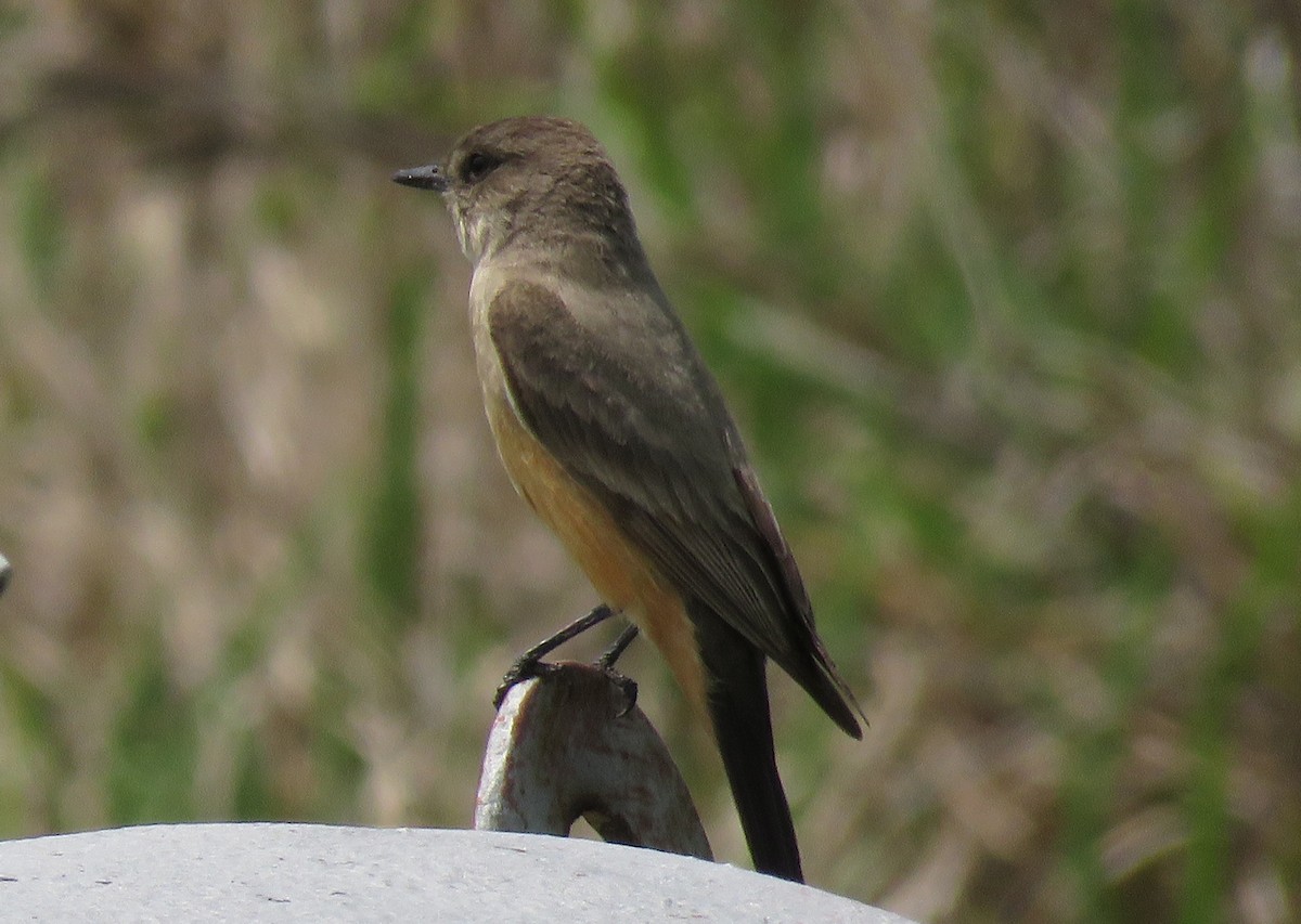 Say's Phoebe - ML325325881