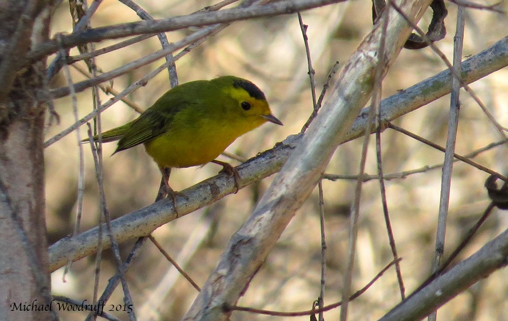 Wilson's Warbler - ML32532641