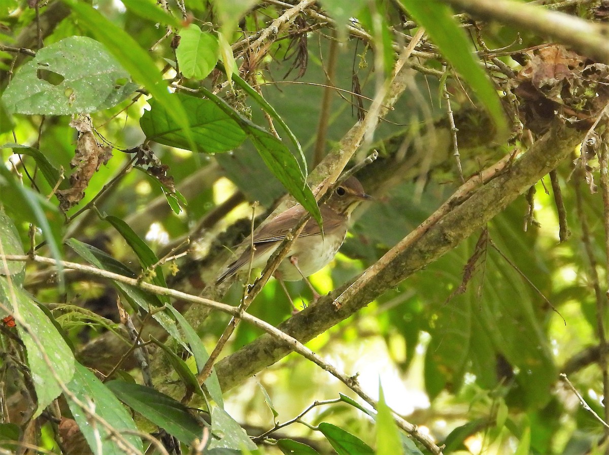 Swainson's Thrush - ML325326691