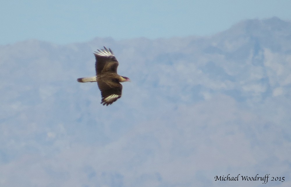 Crested Caracara (Northern) - ML32532781