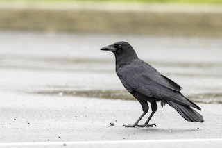American/Fish Crow - eBird