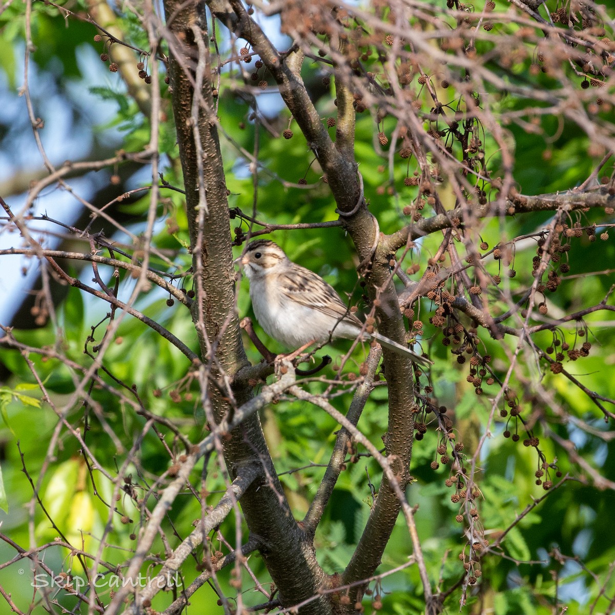 Clay-colored Sparrow - ML325329301