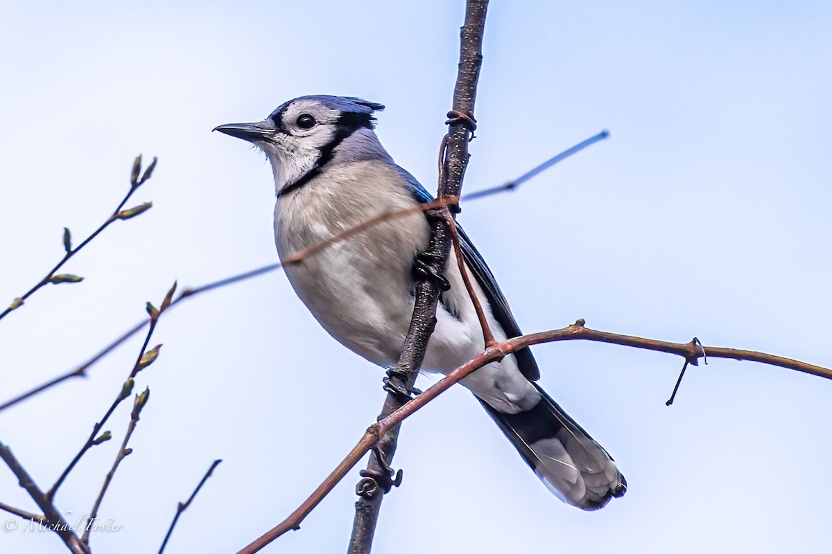 Blue Jay - ML325329811