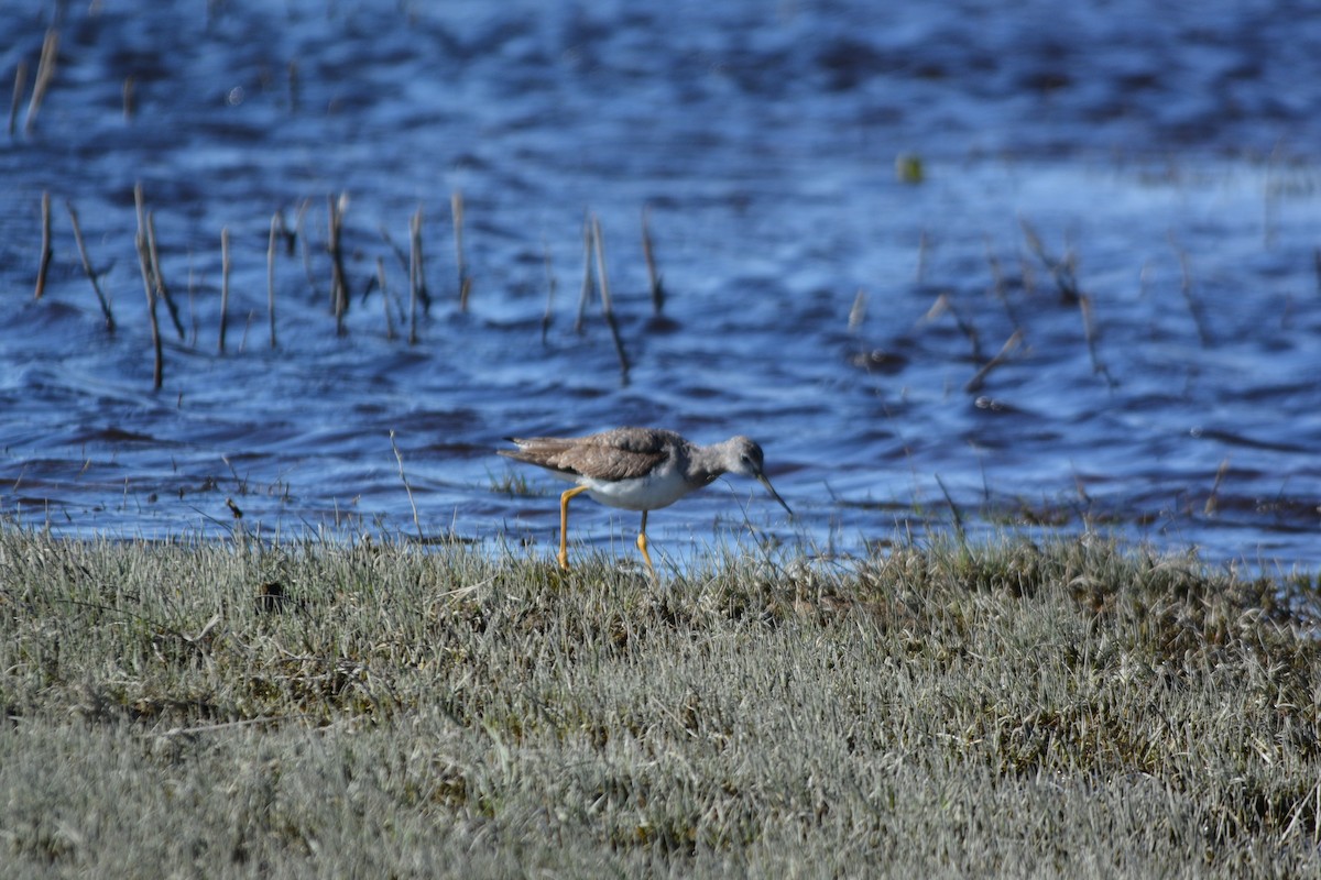 Greater Yellowlegs - ML325329931