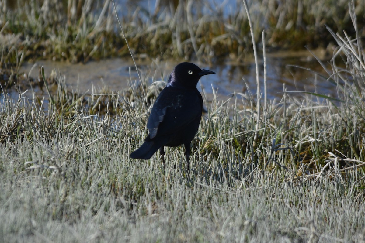 Brewer's Blackbird - ML325332041