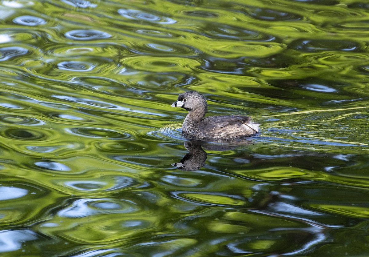 Pied-billed Grebe - Kim Brown