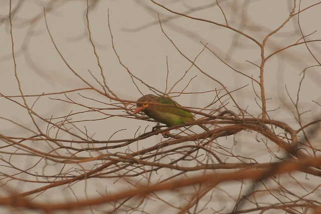 Kahverengi Başlı Barbet - ML32533831