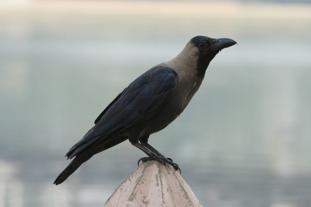 House Crow - ML32533881