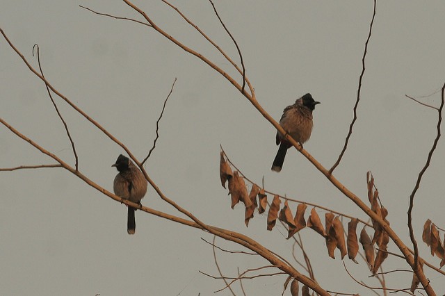 Red-vented Bulbul - ML32533921