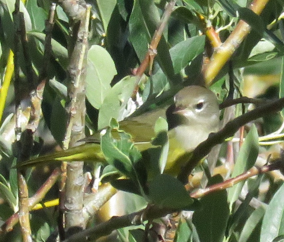 kjerrparula - ML32533931