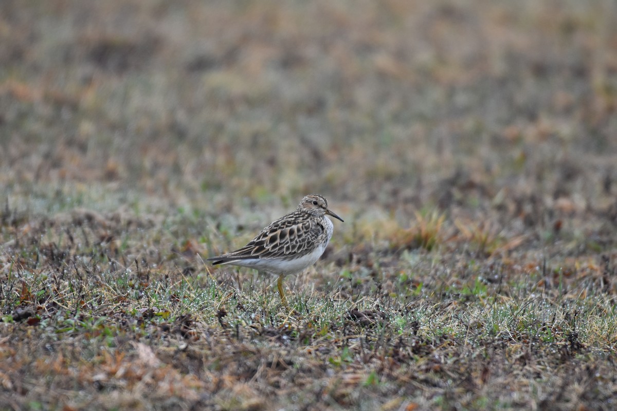 Pectoral Sandpiper - jerod skebo