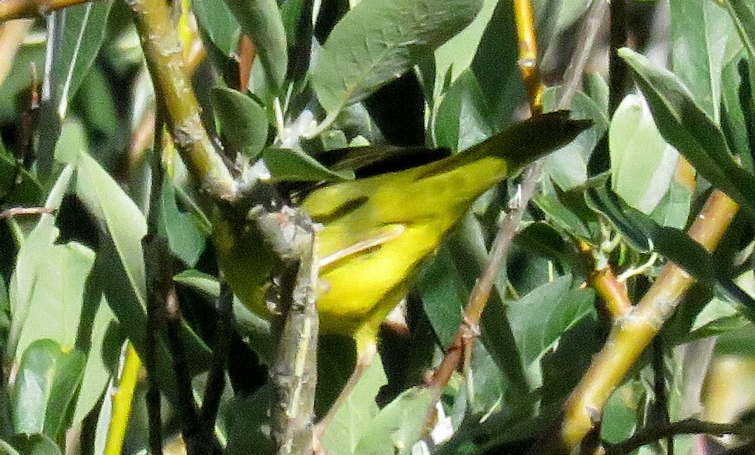 kjerrparula - ML32533981