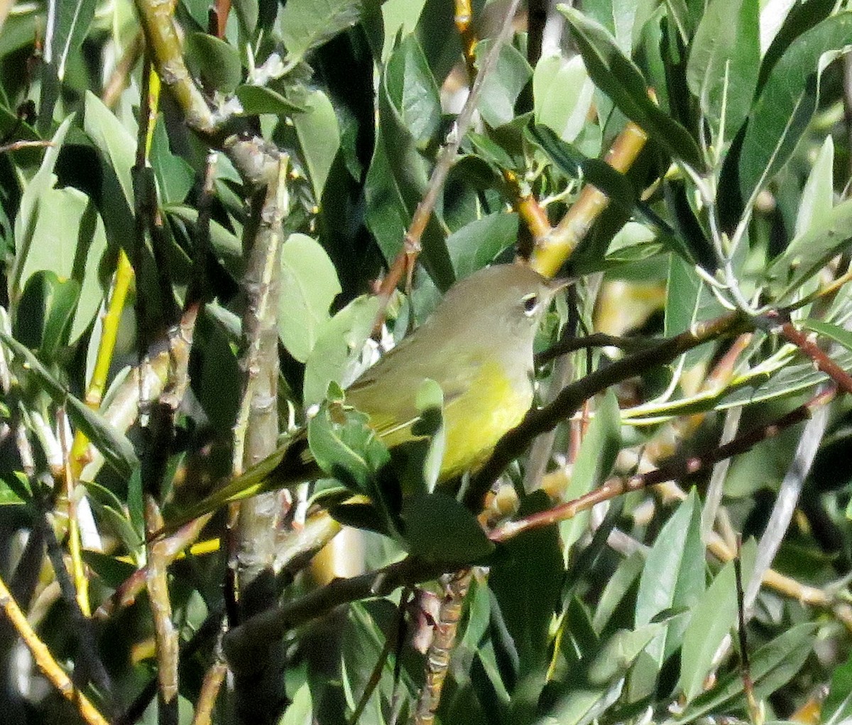 kjerrparula - ML32533991