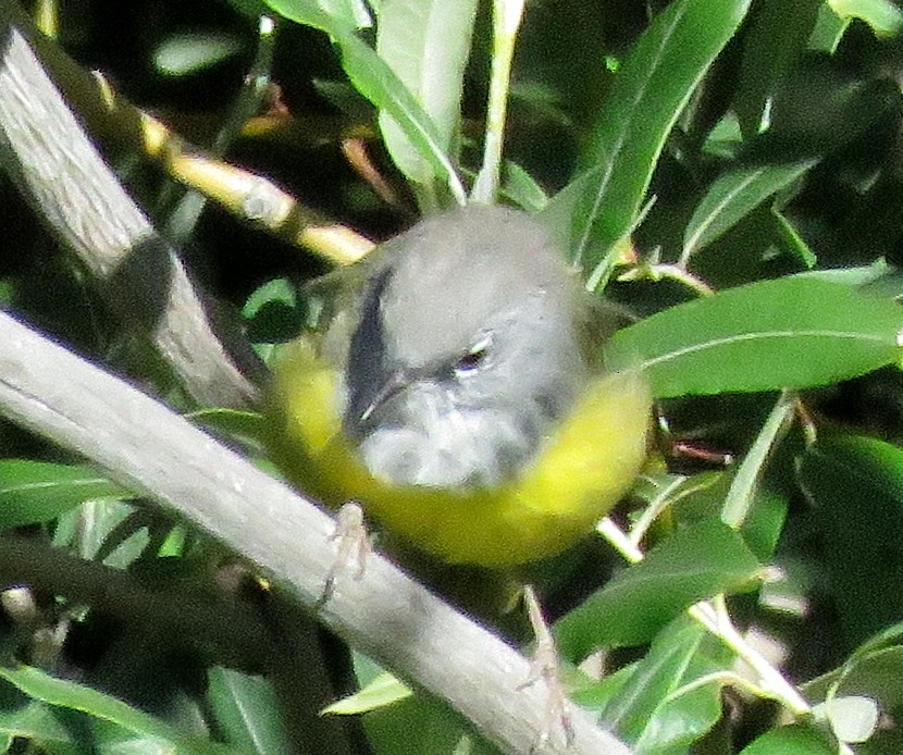 kjerrparula - ML32534011