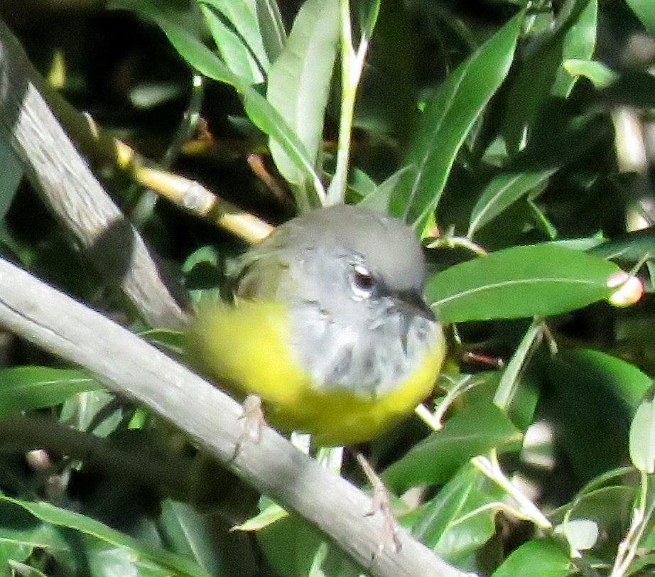 kjerrparula - ML32534021