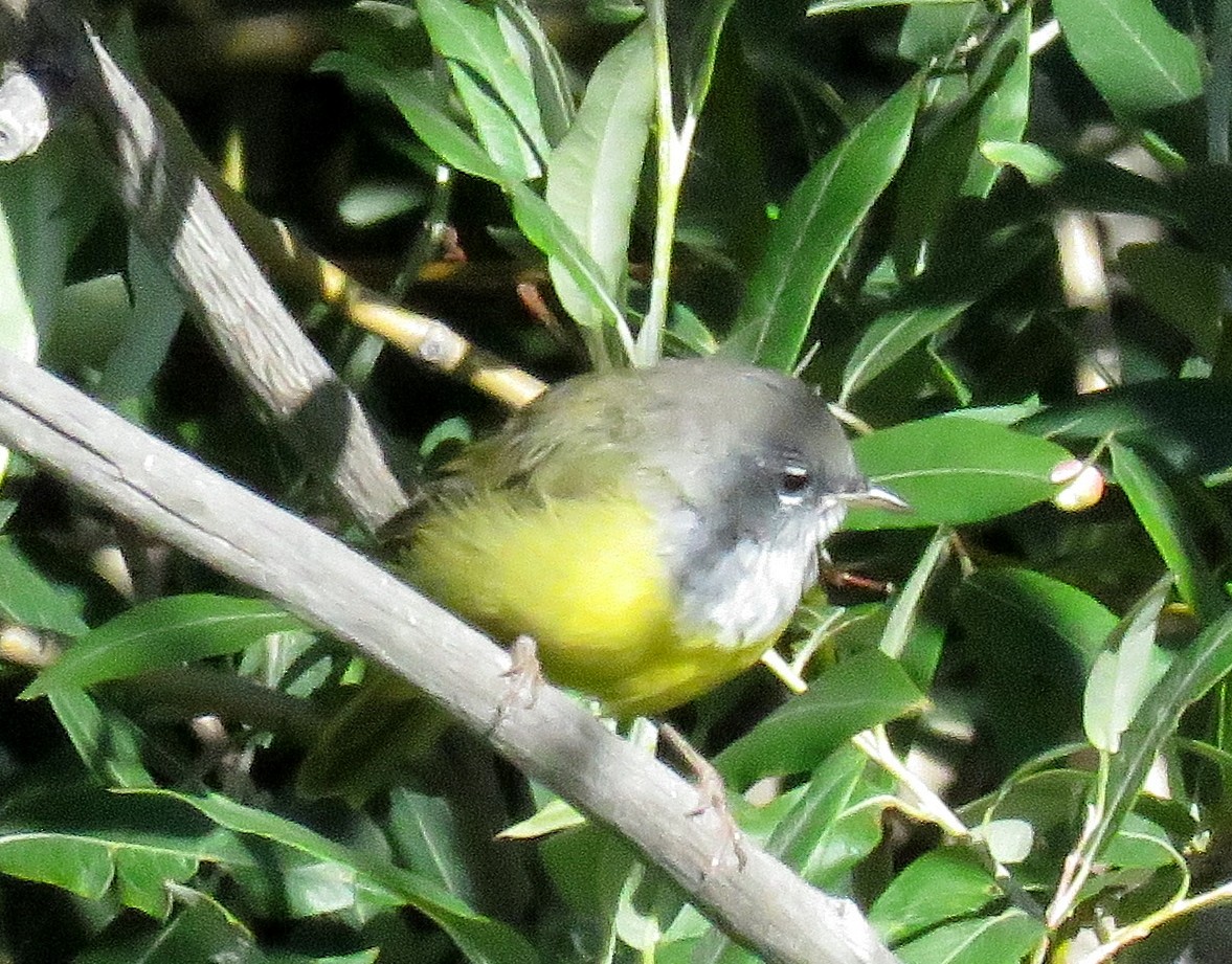 kjerrparula - ML32534051