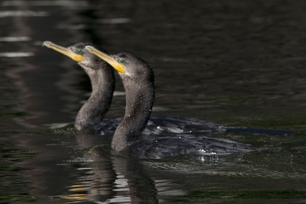 Neotropic Cormorant - ML32534211