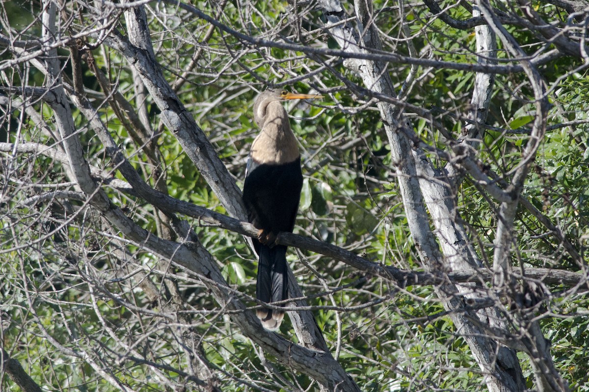 Amerika-Schlangenhalsvogel - ML32534241