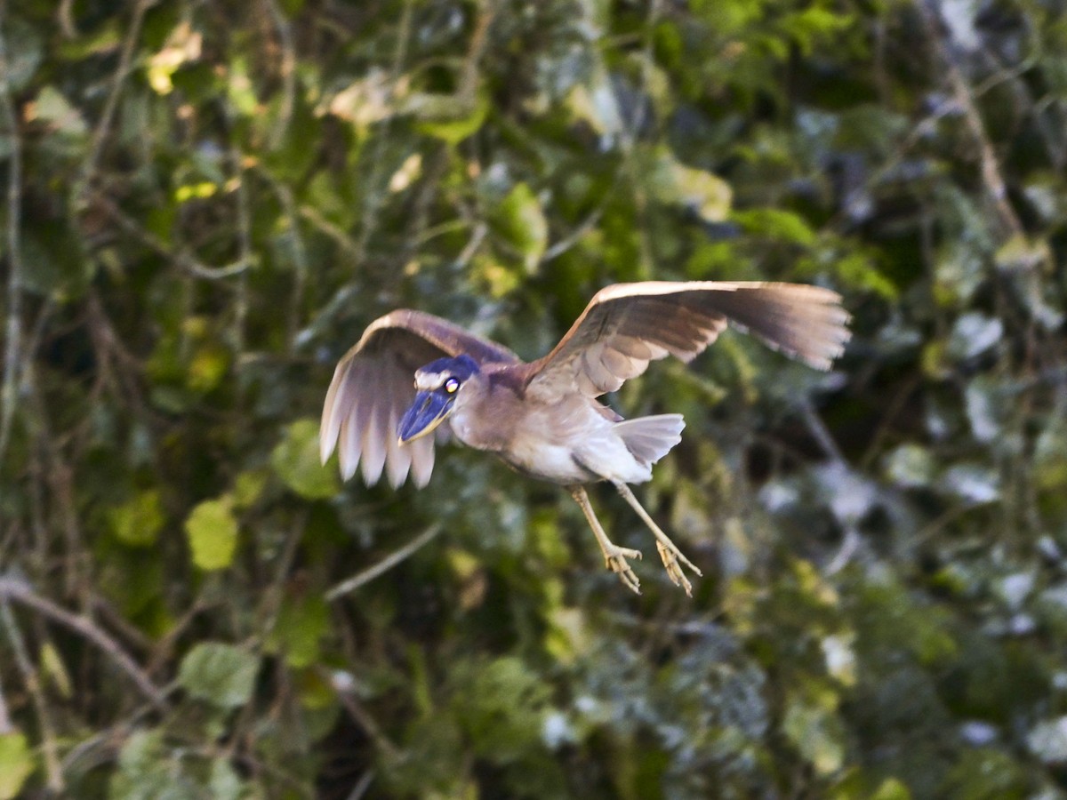 Boat-billed Heron - ML32534291