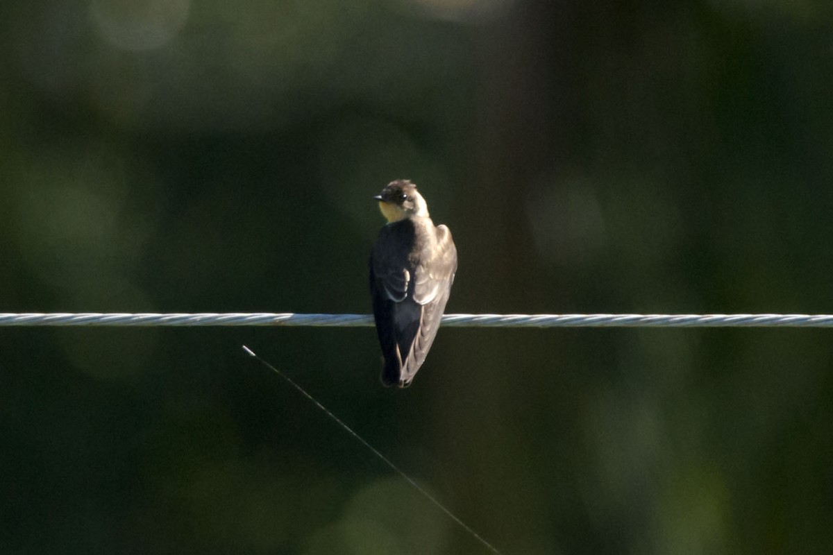 Southern Rough-winged Swallow - ML32534331