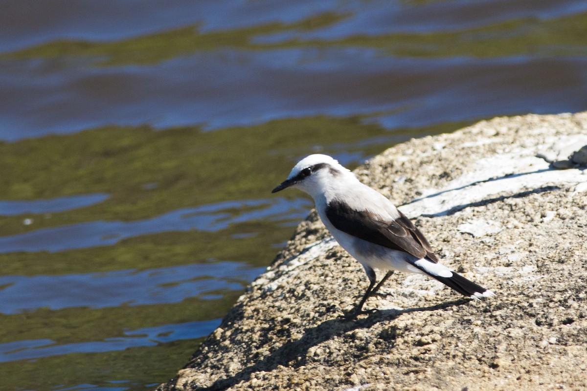 Masked Water-Tyrant - ML32534431