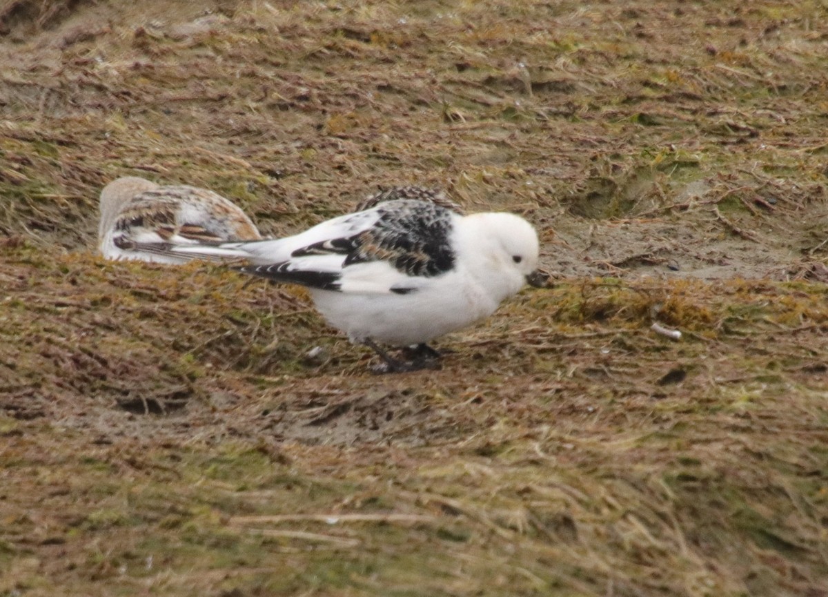 Snow Bunting - ML325344961