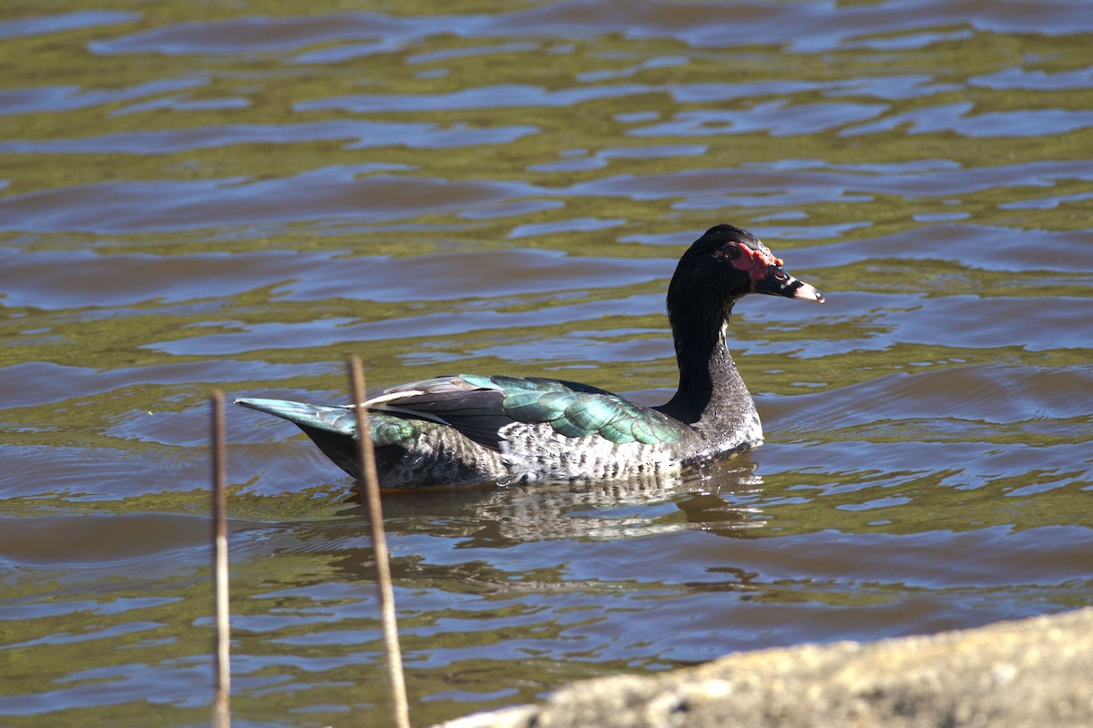 Muscovy Duck - ML32534501