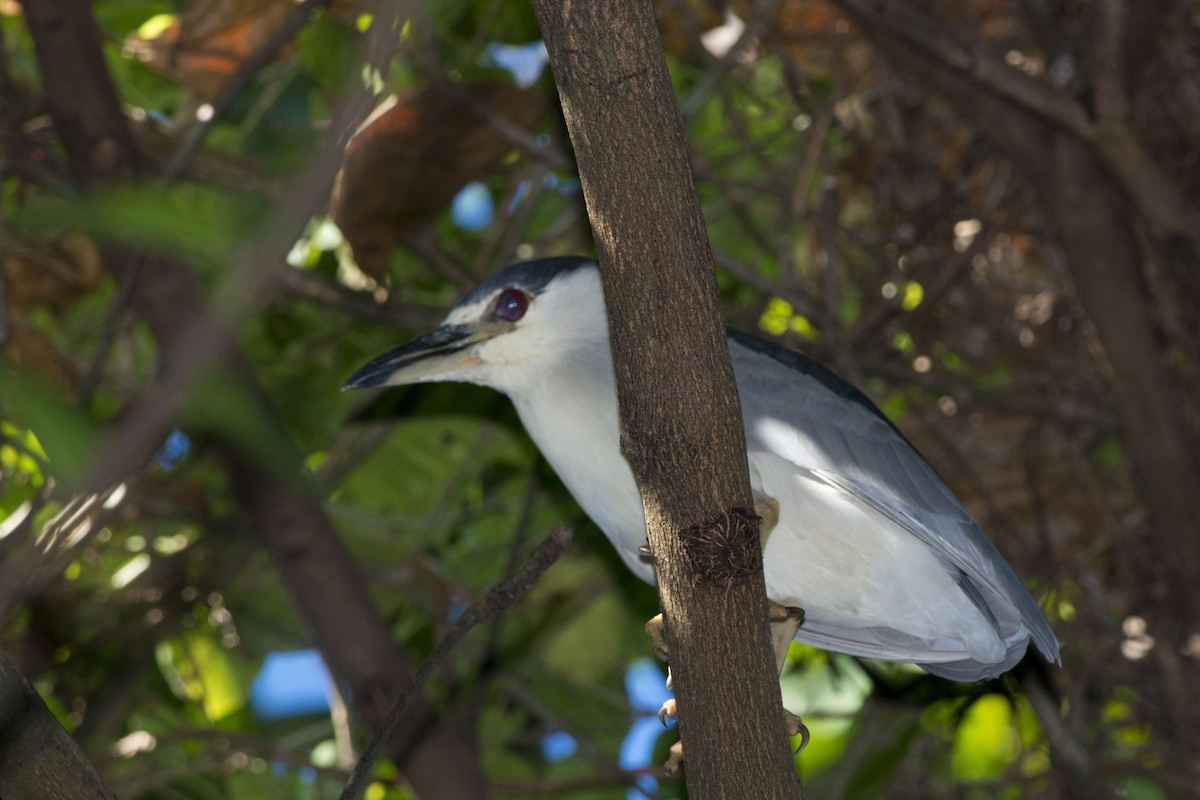 Black-crowned Night Heron - ML32534521