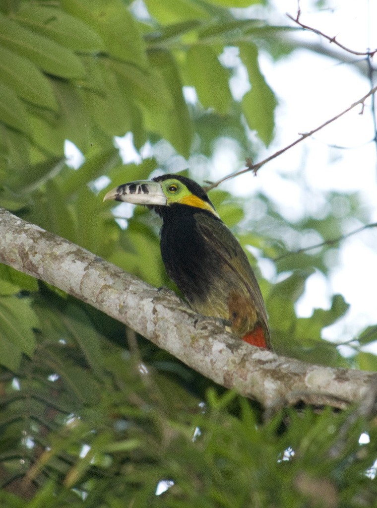 Spot-billed Toucanet - ML325346811