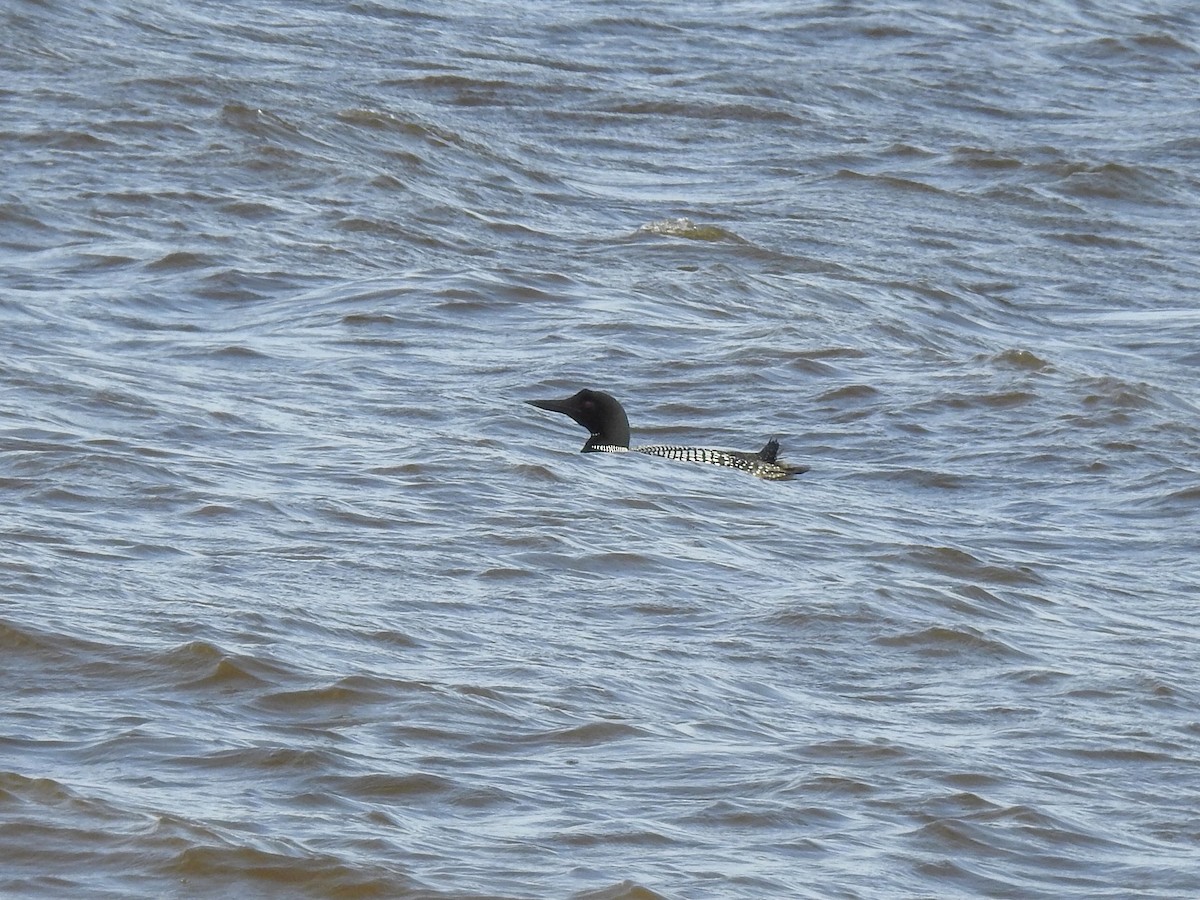 Common Loon - Beverley Scott