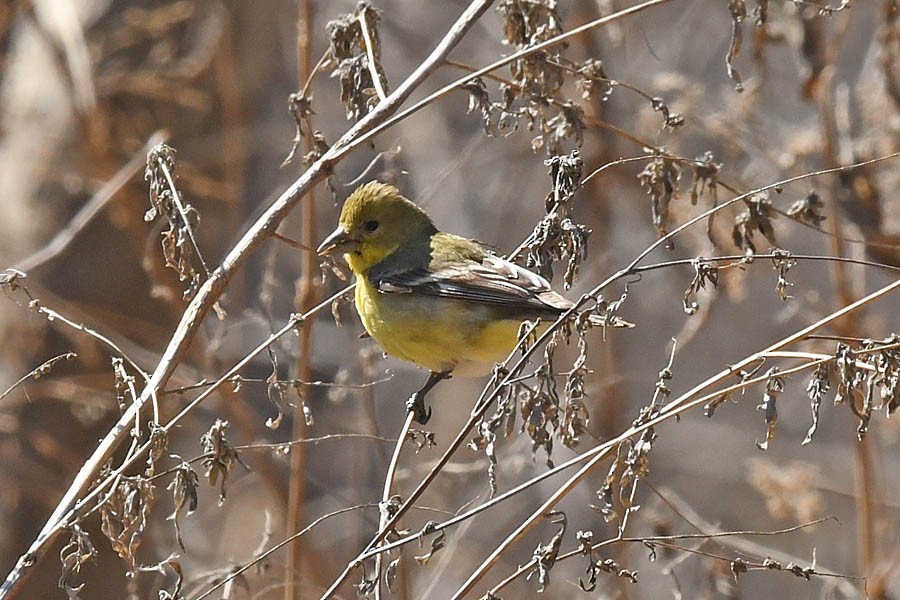 Lesser Goldfinch - ML325348141