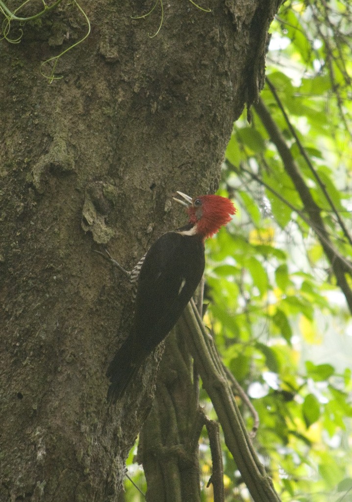 Helmeted Woodpecker - Nicolas Olejnik