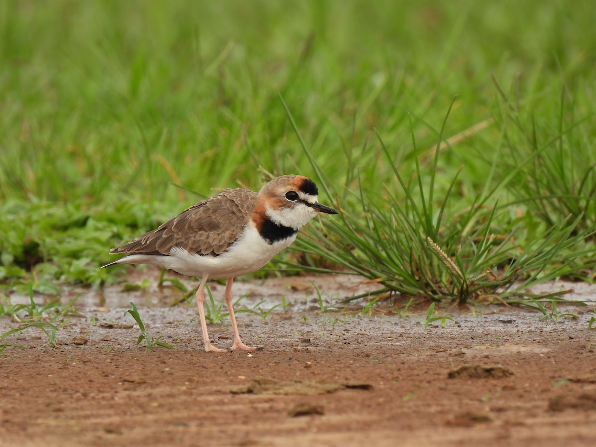 Collared Plover - Eyiver Oyola Oviedo