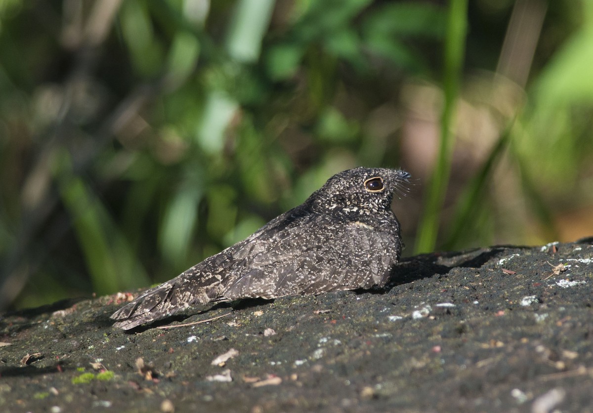 Pygmy Nightjar - ML32535101