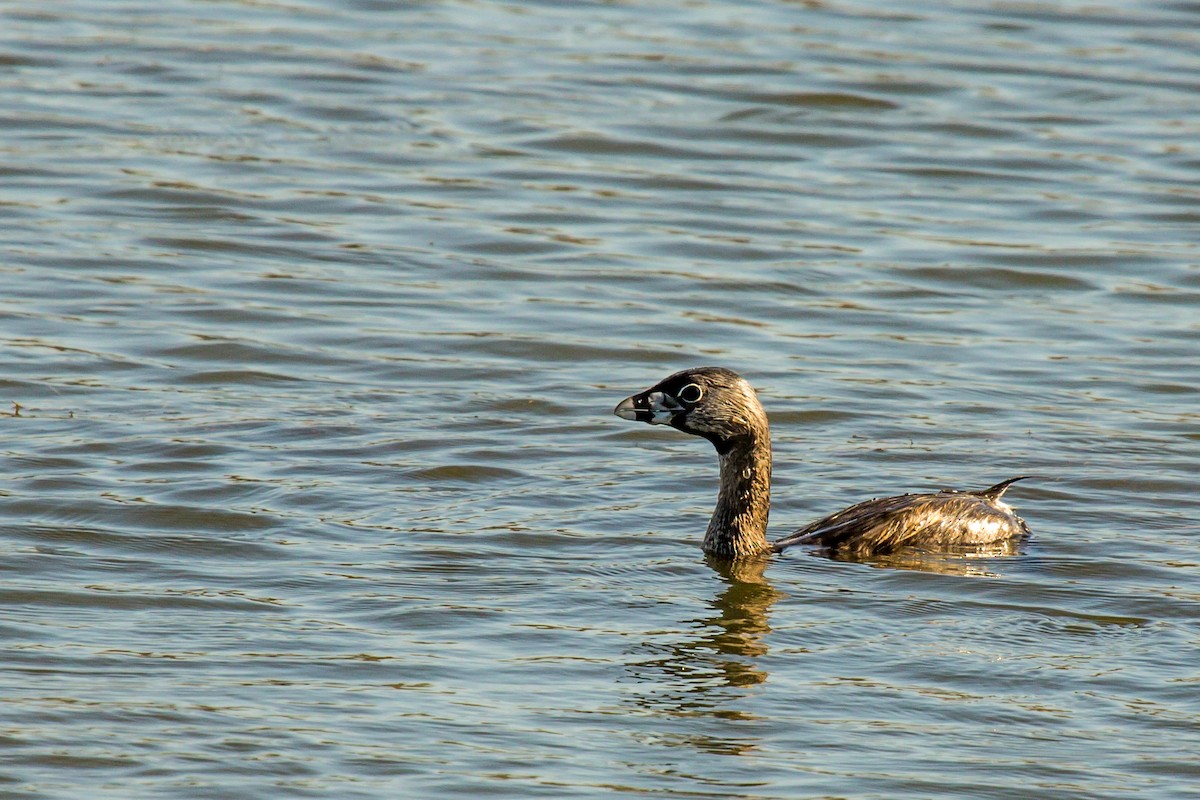 Pied-billed Grebe - Roger Kohn