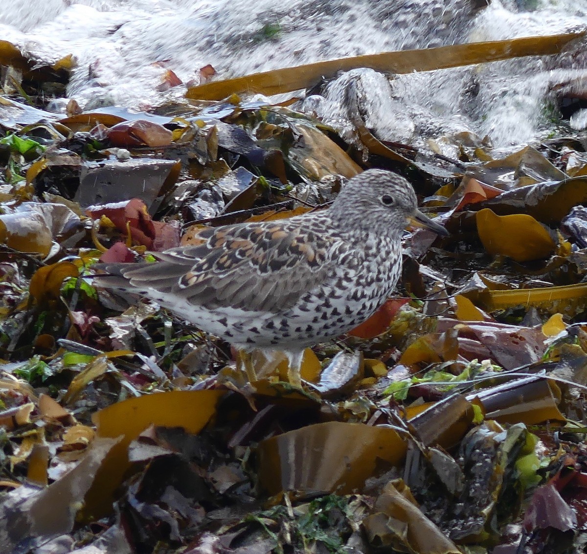 Surfbird - ML325354351