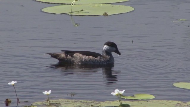 Green Pygmy-Goose - ML325356121