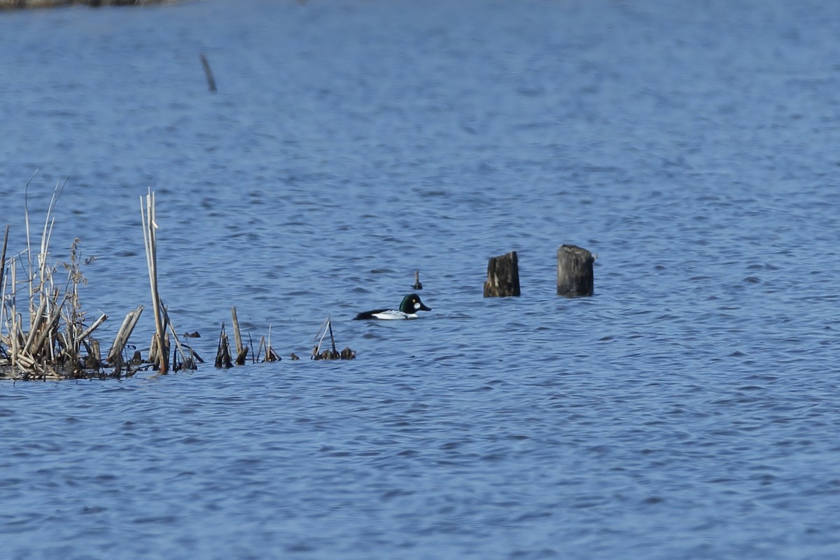 Common Goldeneye - ML325356271