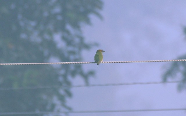 Asian Green Bee-eater - ML32535631