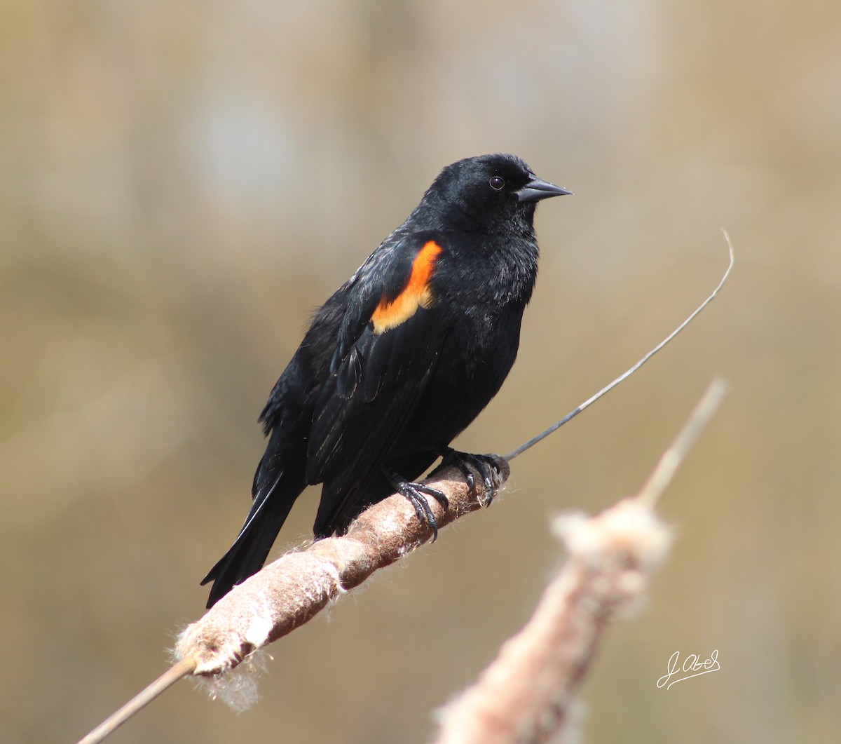 Red-winged Blackbird - ML325356791