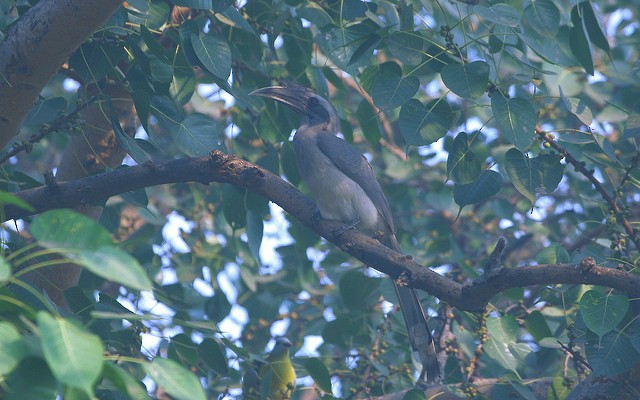 Indian Gray Hornbill - ML32535681