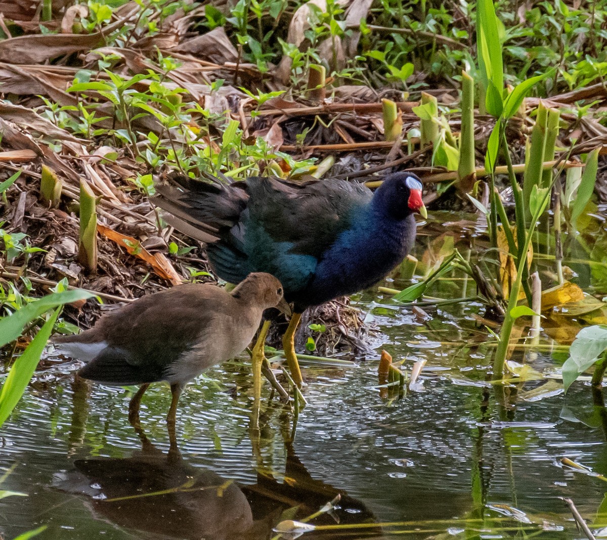 Purple Gallinule - Ron Hoff Dollyann Myers