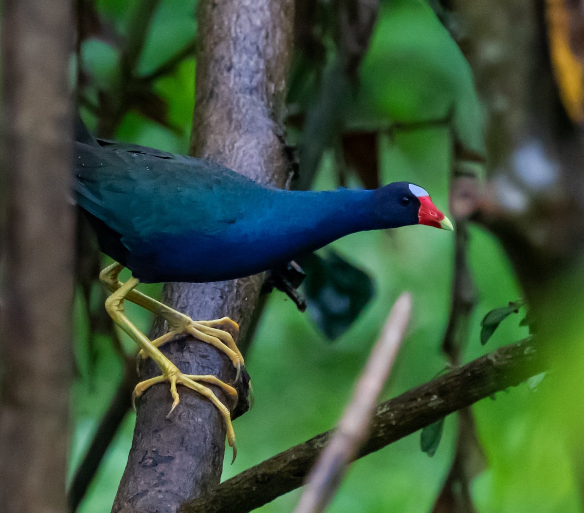 Purple Gallinule - ML325357681