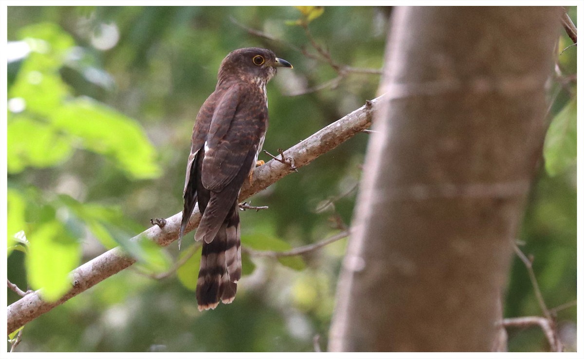 Hodgson's Hawk-Cuckoo - ML325358371