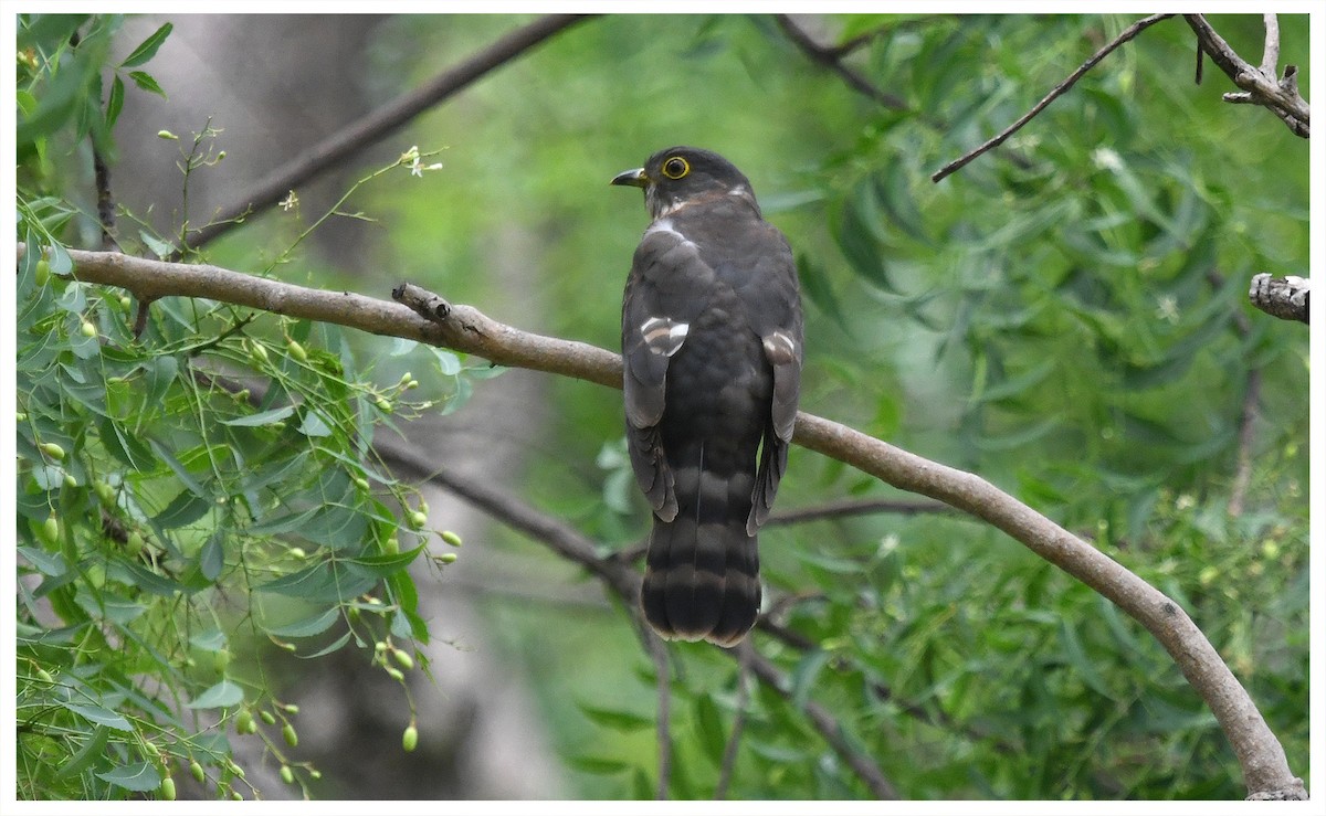 Hodgson's Hawk-Cuckoo - ML325358481