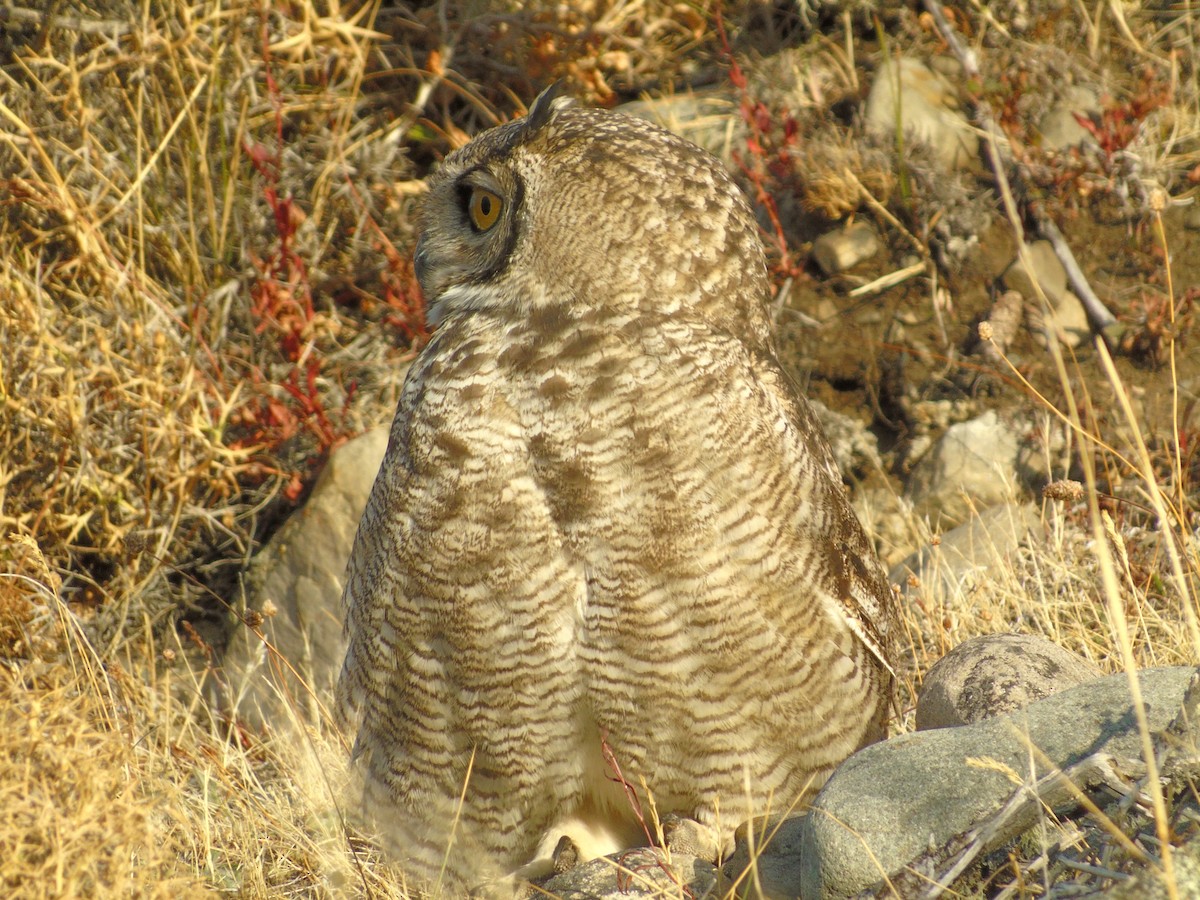 Lesser Horned Owl - ML325359091