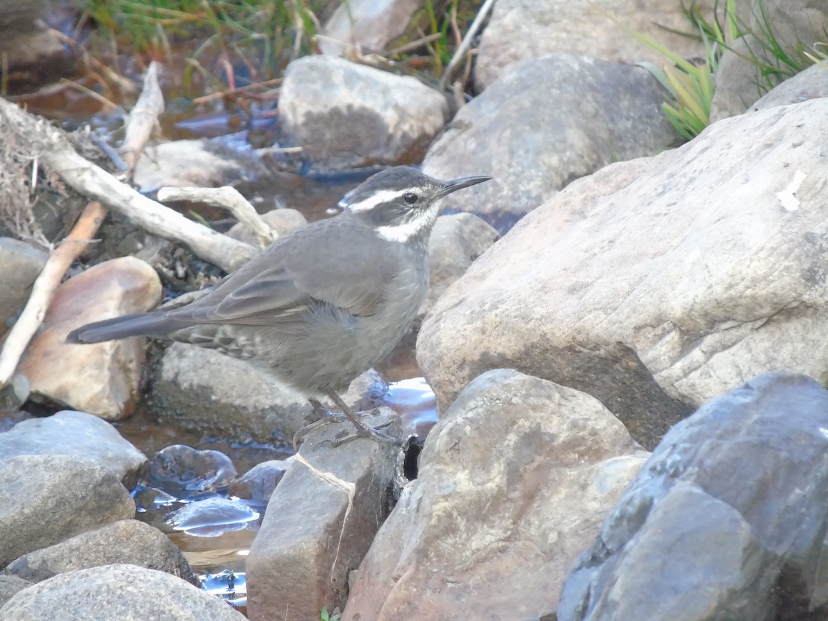 Dark-bellied Cinclodes - ML325359891