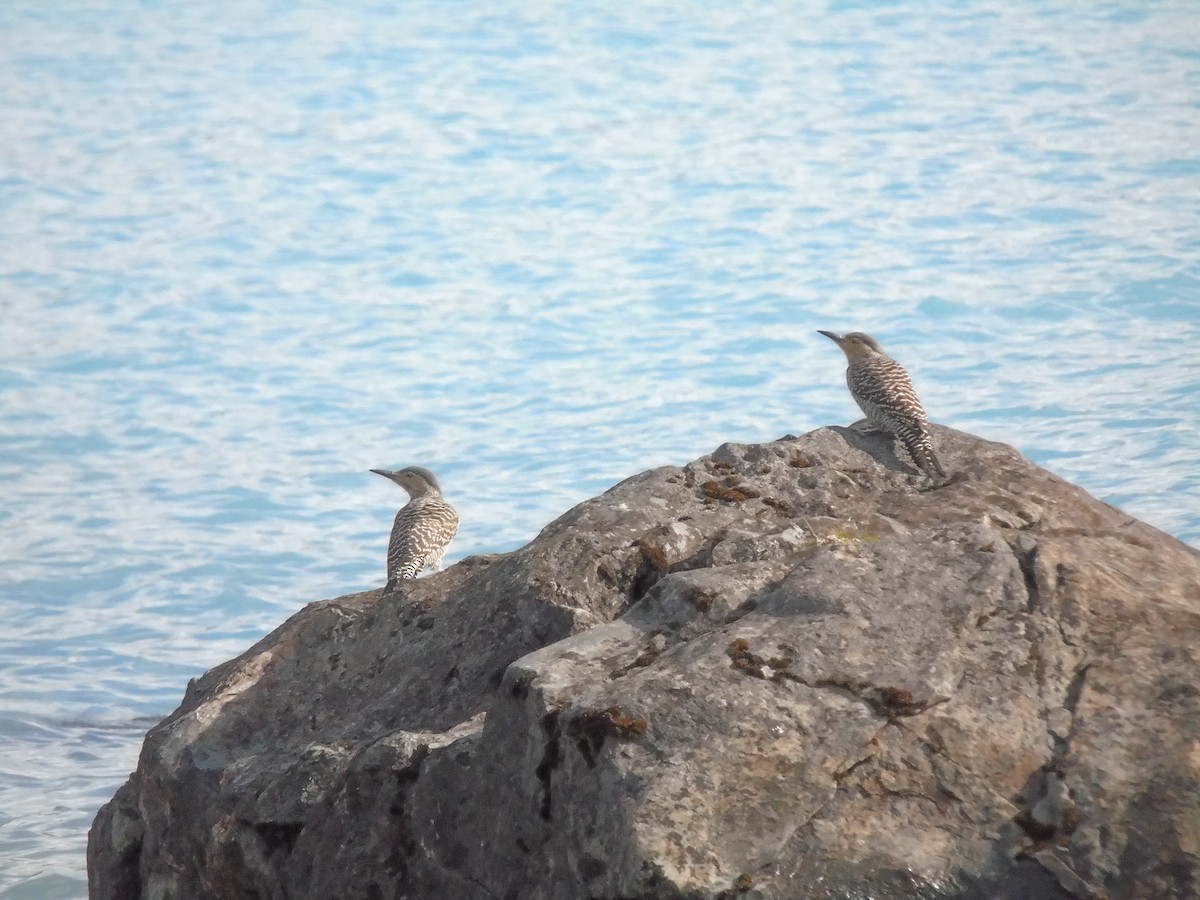 Chilean Flicker - ML325362721