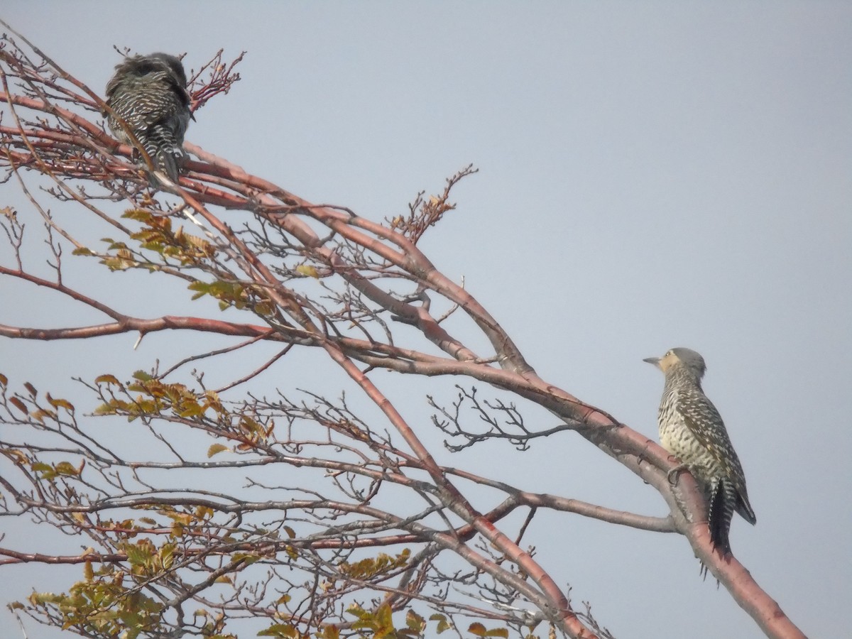 Chilean Flicker - ML325364151