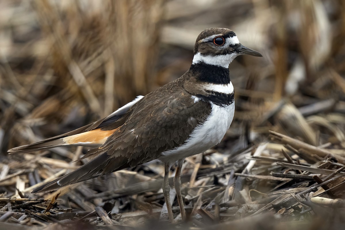 Killdeer - Su Li